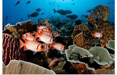 Indonesia, Komodo, Divers And A School Of Shoulderbar Soldierfish (Myripristis Kuntee)