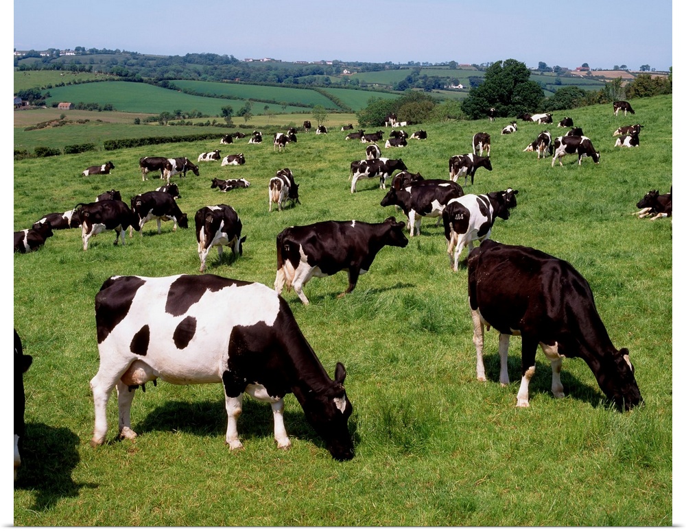 Ireland, Friesian Cattle