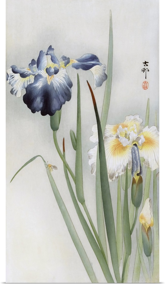 Irises by Japanese artist Ohara Koson, 1877 - 1945.  Ohara Koson was part of the shin-hanga, or new prints movement.