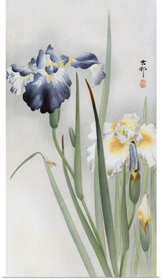 Irises By Japanese Artist Ohara Koson, 1877 - 1945