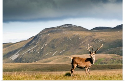 Isle Of Islay, Scotland. A Deer Standing In A Field