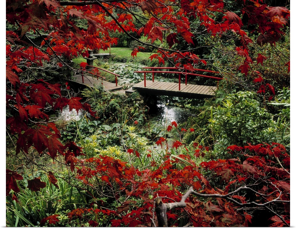 Japanese Garden, Through Acer In Autumn, Powerscourt Gardens, Co Wicklow, Ireland