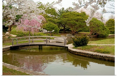 Japanese garden with cherry trees, pond and footbridge in springtime.; Roger Williams Park, Providence, Rhode Island.