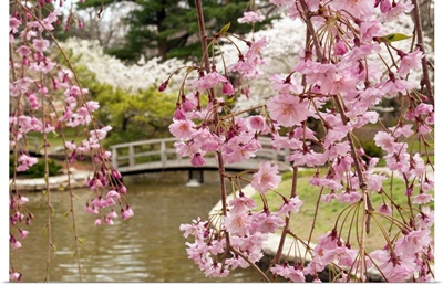 Japanese garden with weeping Higan cherry blossoms in foreground