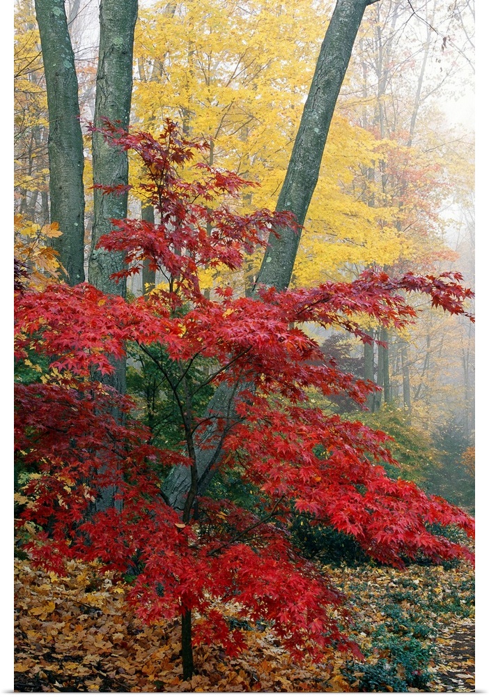 Long vertical photo print of warm fall foliage in a foggy forest.
