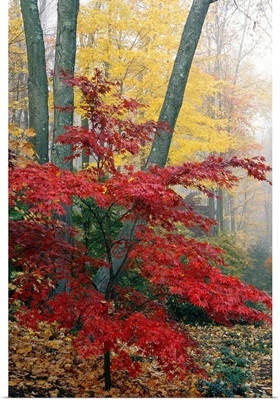 Japanese maple leaves, Acer palmatum, in the fall.; New York.