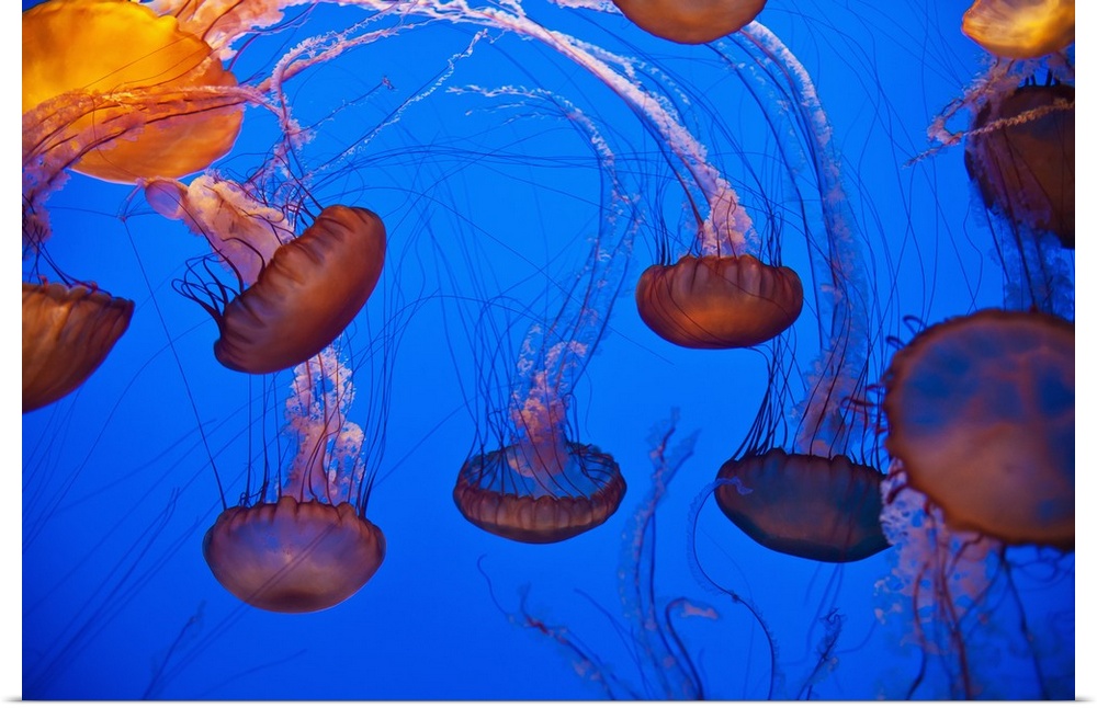 Aquarium, California