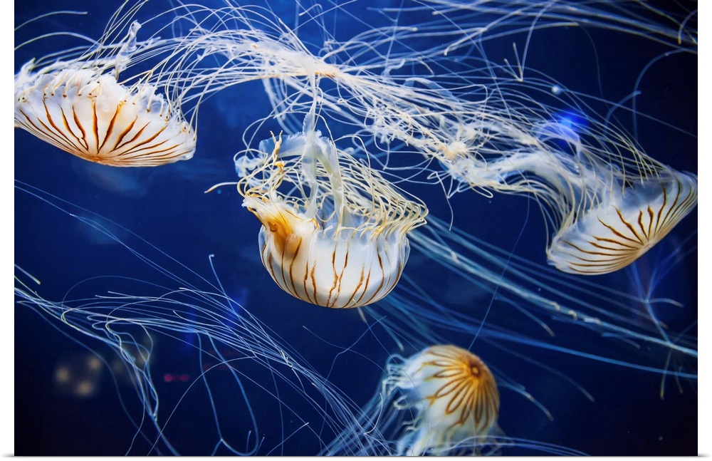 Jellyfish at the Aquarium of the Bay. San Francisco, California, United States of America.