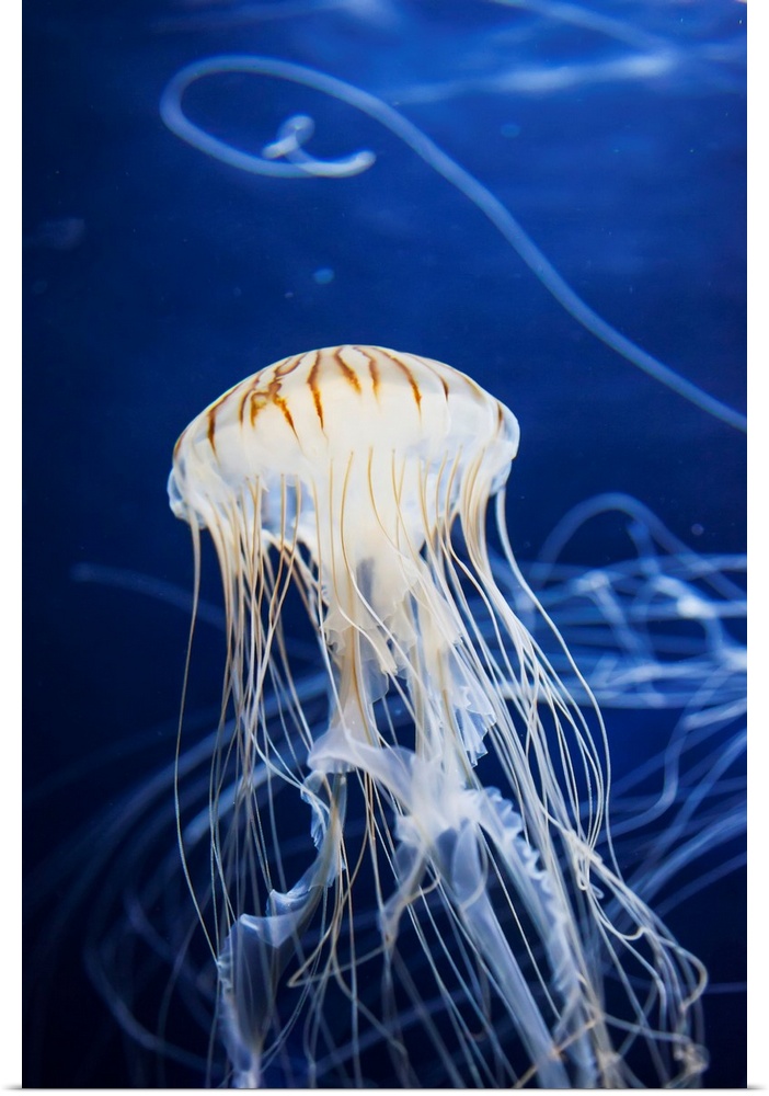 Jellyfish at the Aquarium of the Bay. San Francisco, California, United States of America.