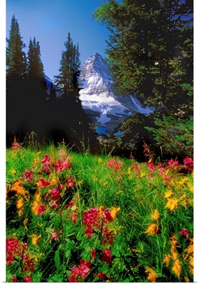 Jerry Kobalenko; Mt.Assiniboine Landscape With Alpine Wildflowers, Canada
