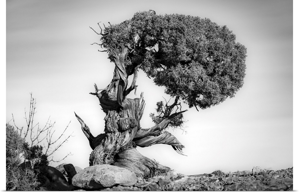 Black and white image of a very old twisted and gnarled Juniper tree in Canyonlands National Park, Moab, Utah, United Stat...