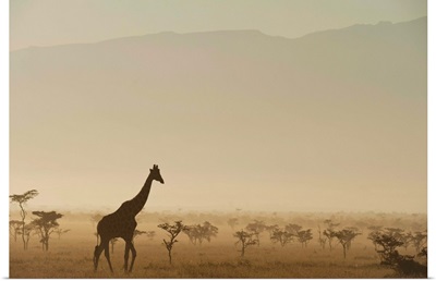 Kenya, Giraffe at dawn in front of Mt Kenya in Ol Pejeta Conservancy, Laikipia County