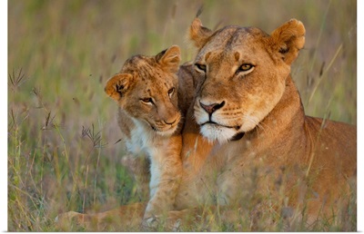 Kenya, Lioness with cub at dusk in Ol Pejeta Conservancy, Laikipia Country