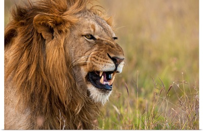 Kenya, Male lion snarling in Ol Pejeta Conservancy, Laikipia Country