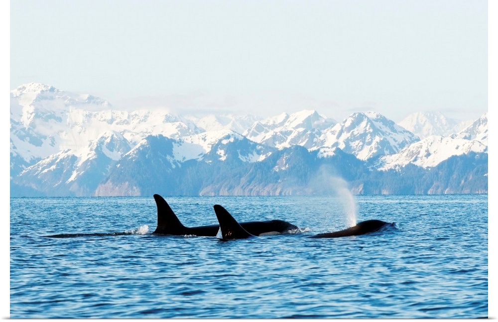 Killer whale, or orcas, Orcinus orca, pod in traveling in Resurrection Bay, Kenai Fjords National Park, outside Seward, Al...