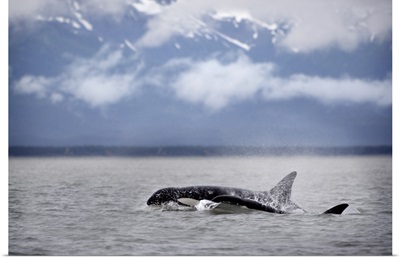 Killer Whales, Alaska