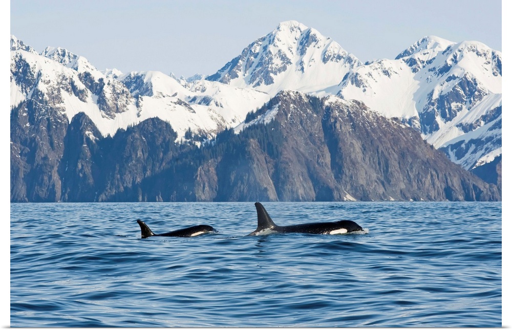Killer whale, or orcas, Orcinus orca, cow and calf swimming in Resurrection Bay, Kenai Fjords National Park, outside Sewar...