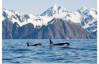 Killer whales swimming in Resurrection Bay, Kenai Fjords National Park, Alaska