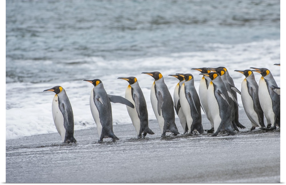Group of King Penguins (Aptenodytes patagonicus) lined up on the beach at the water's edge waiting to enter the cold water...