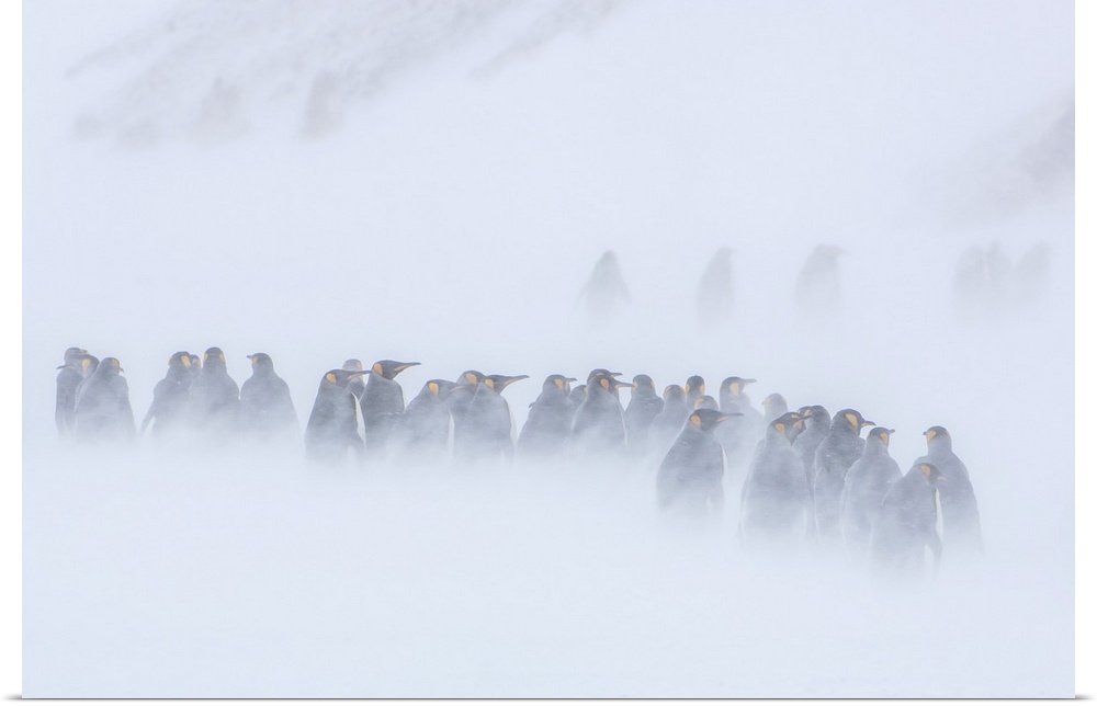 King Penguins (Aptenodytes patagonicus) standing together in groups on the tundra in a snow storm, South Georgia Island So...