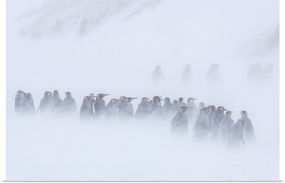 King Penguins On The Tundra In A Snow Storm, South Georgia Island, Antarctica