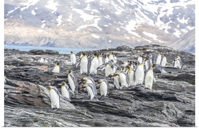 King Penguins Walking On The Shore Of South Georgia Island, Antarctica