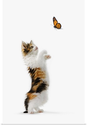 Kitten And Monarch Butterfly