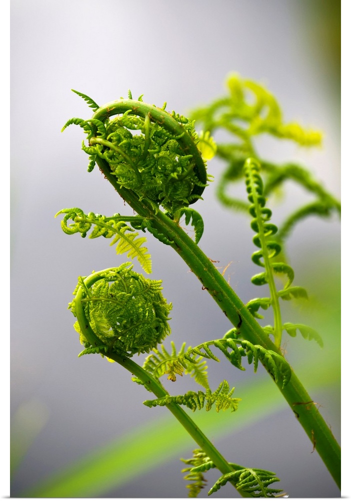 Lady fern fronds unfurl. Astoria, Oregon, United States of America.
