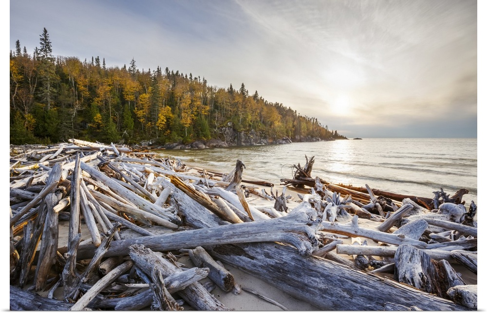 Lake Superior with a forest in autumn colours with driftwood on the beach; Ontario, Canada