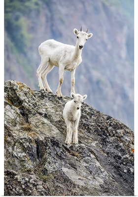 Lamb And An Older Dall Sheep, Chugach Mountains, Alaska