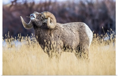 Large Bighorn Sheep Ram With Massive Horns Near Yellowstone National Park, Montana, USA