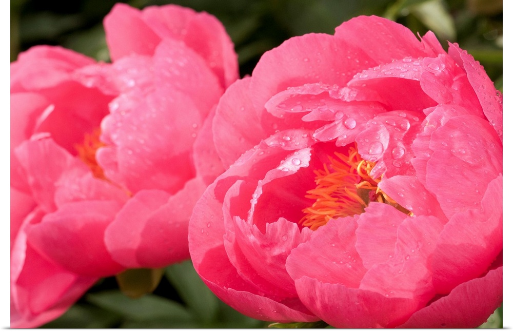 Oversized, close up, landscape photograph from the National Geographic Collection of two large peony flowers with water dr...