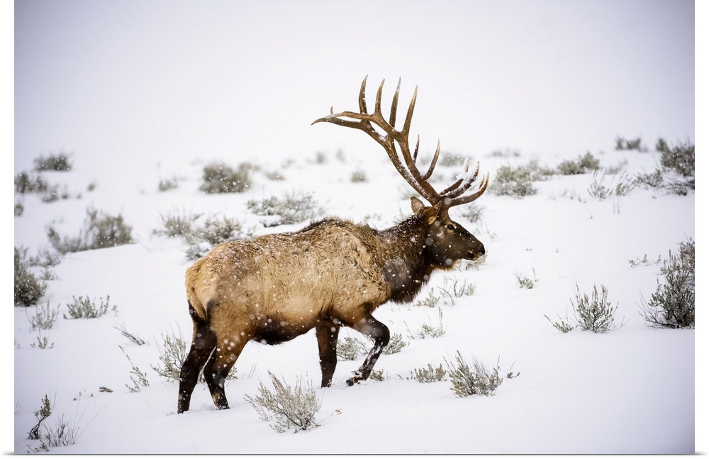 Large bull Elk (Cervus canadensis) with majestic antlers walking through winter snowstorm in Yellowstone National Park; Wy...