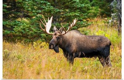 Large bull moose at Powerline Pass in the Chugach State Park, Anchorage, Alaska