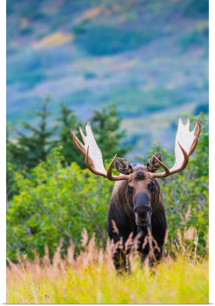 Large bull moose standing in brush near Powerline Pass in the Chugach State Park, near Anchorage, Alaska.