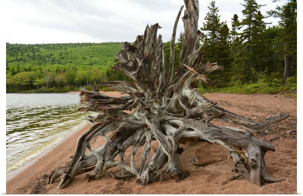 Large driftwood tree on the Warren Lake beach, in Cape Breton Highlands National Park. Warren Lake Beach, Cape Breton High...
