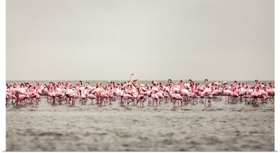 Large Flock Of Flamingos, Walvis Bay, Sossusvlei, Hardap Region, Namibia