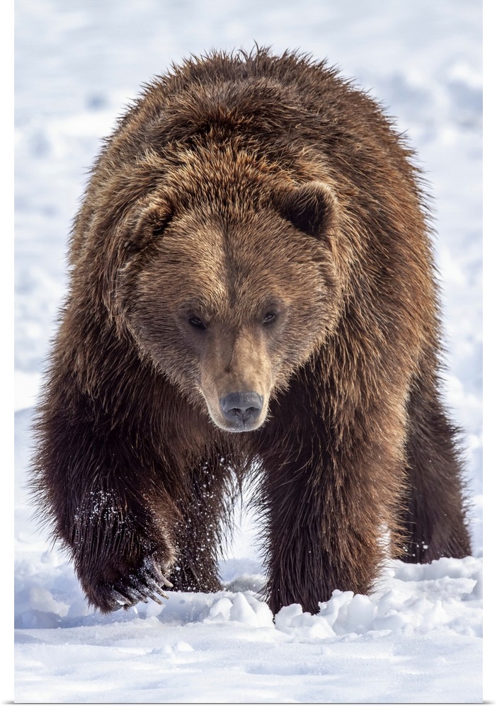 Large male brown bear (ursus arctos) walks towards camera in snow, captive at Alaska wildlife conservation center, south-c...