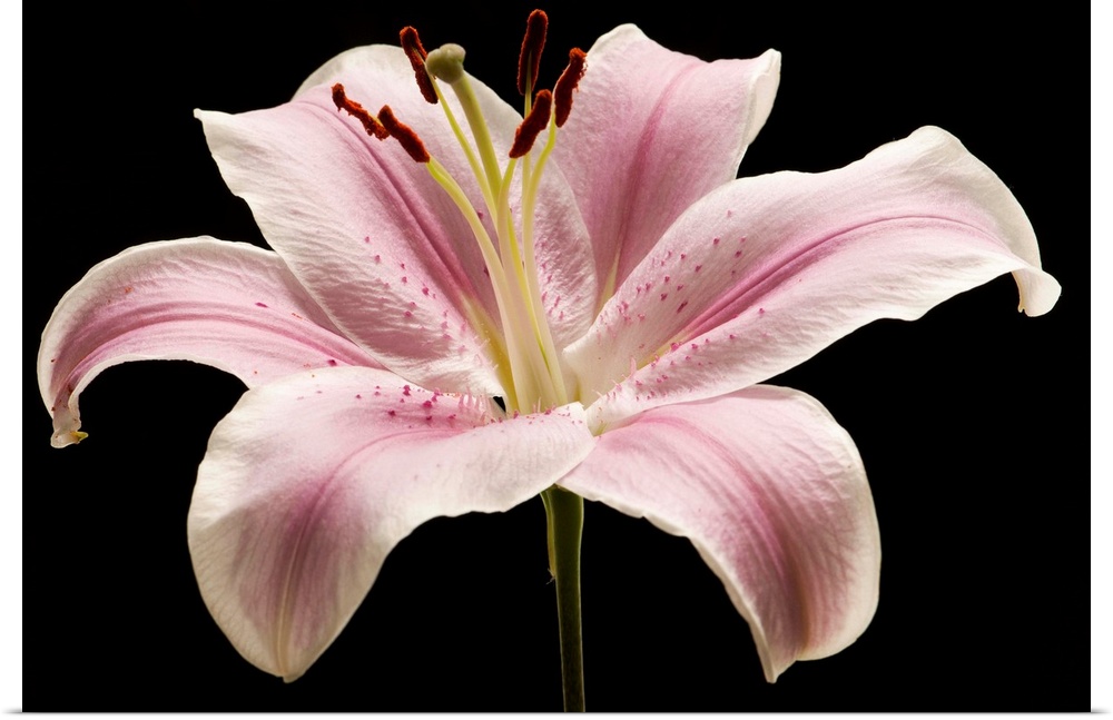 Large pink lily flower with black background.
