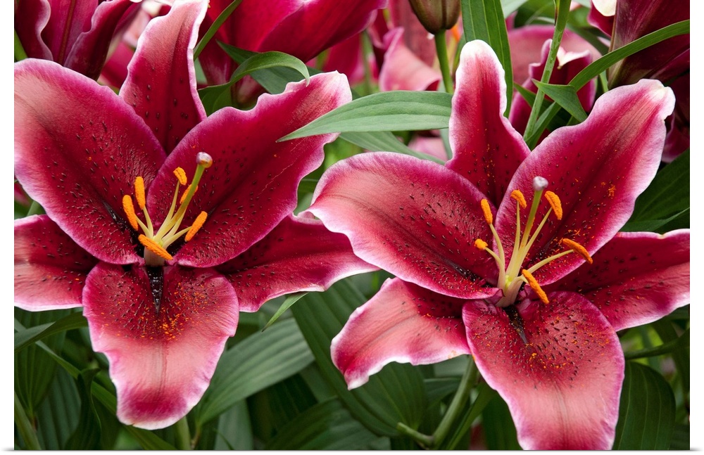 Large red lily flowers.