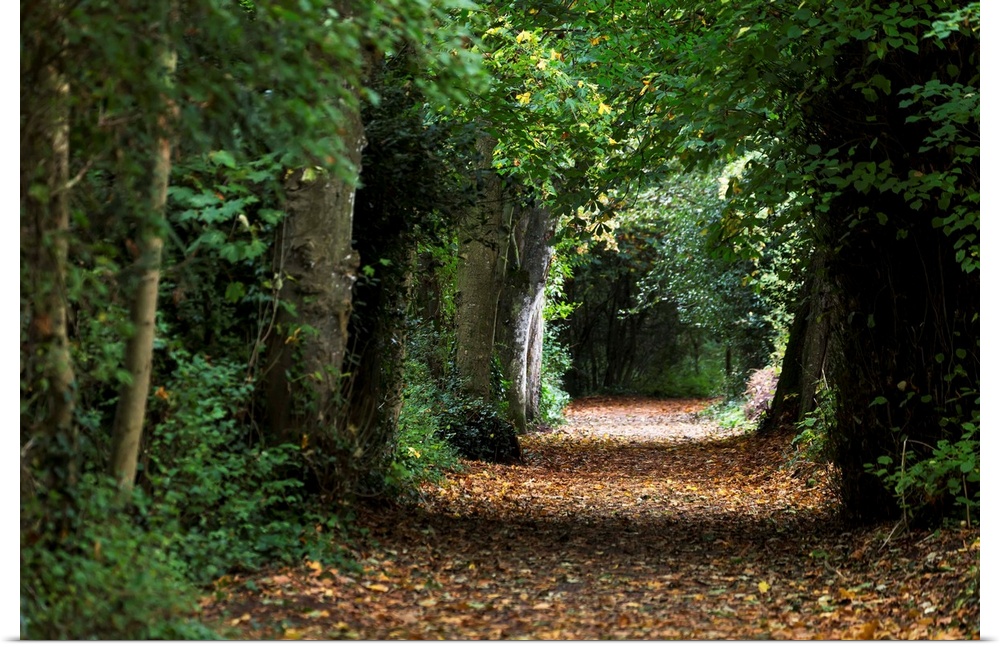 Leaf covered pathway in dense forest with sunlight in the distance, Cahir, County Tipperary, Ireland.