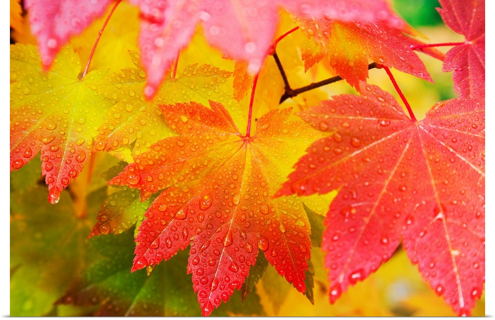Leaves From A Vine Maple In Mount Rainier National Park, Washington