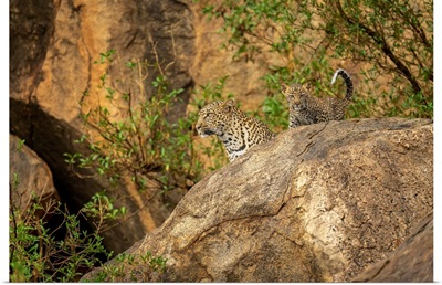 Leopard And Cub Look Out From Rock, Kenya