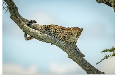 Leopard, Klein's Camp, Serengeti National Park, Tanzania