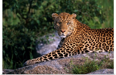 Leopard Laying On Kopje, Serengeti National Park