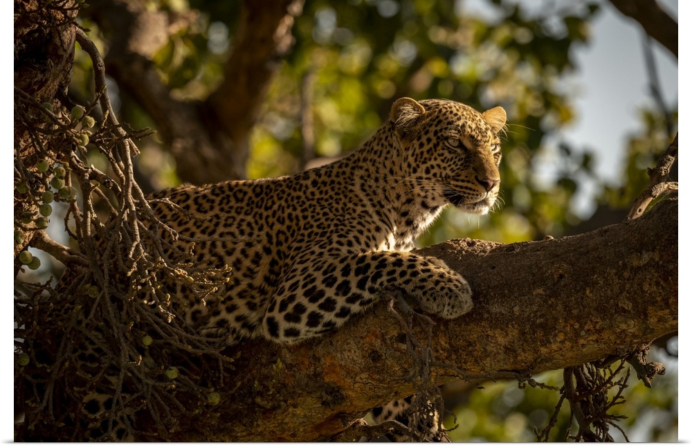 A leopard (Panthera pardus) lies on the branch of a tree with it's head up. It has black spots on its brown fur coat and i...