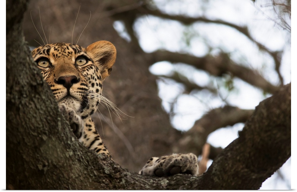 Leopard (Panthera Pardus) Lounging In A Tree Looking For It's Next Meal, Sabi Sand Game Reserve, South Africa
