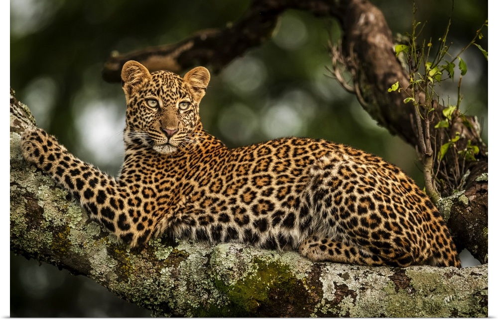 Close-up of leopard (Panthera pardus) lying on lichen-covered branch looking back, Maasai Mara National Reserve; Kenya