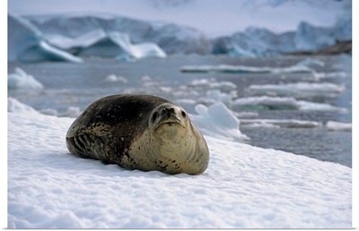 Leopard Seal Laying On Ice Pack, Antarctica, Summer
