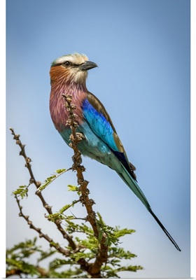 Lilac-Breasted Roller Perches On Branch Turning Head, Serengeti, Tanzania